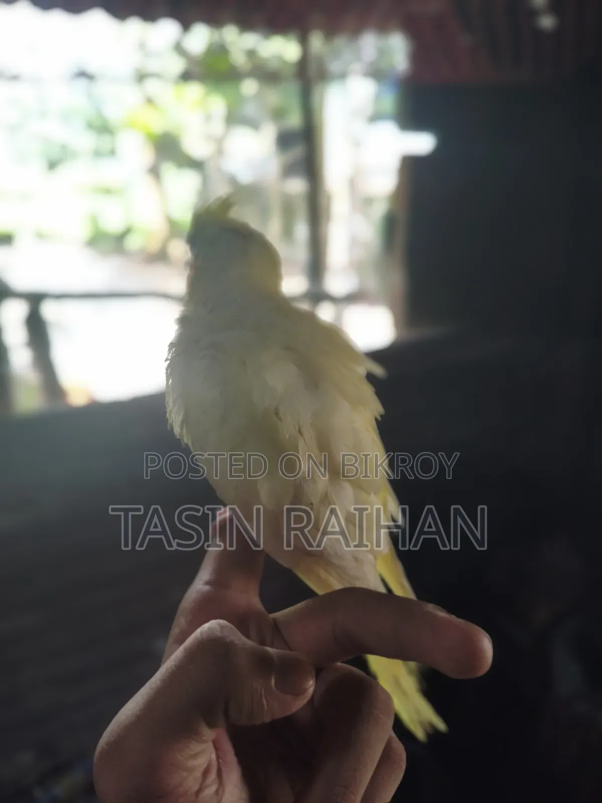 সুপার টেম্প ককটেল বেবি