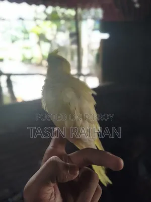 সুপার টেম্প ককটেল বেবি