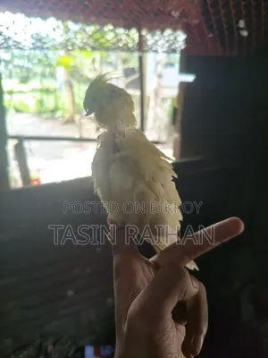 সুপার টেম্প ককটেল বেবি