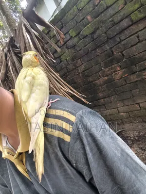 সুপার টেম্প ককটেল বেবি