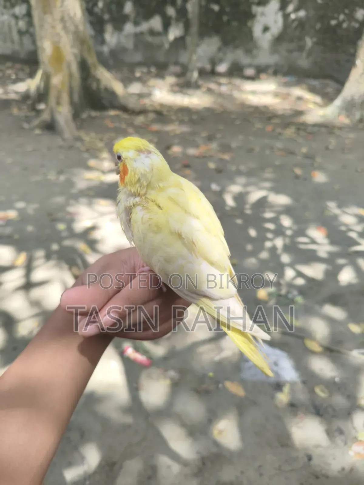 সুপার টেম্প ককটেল বেবি