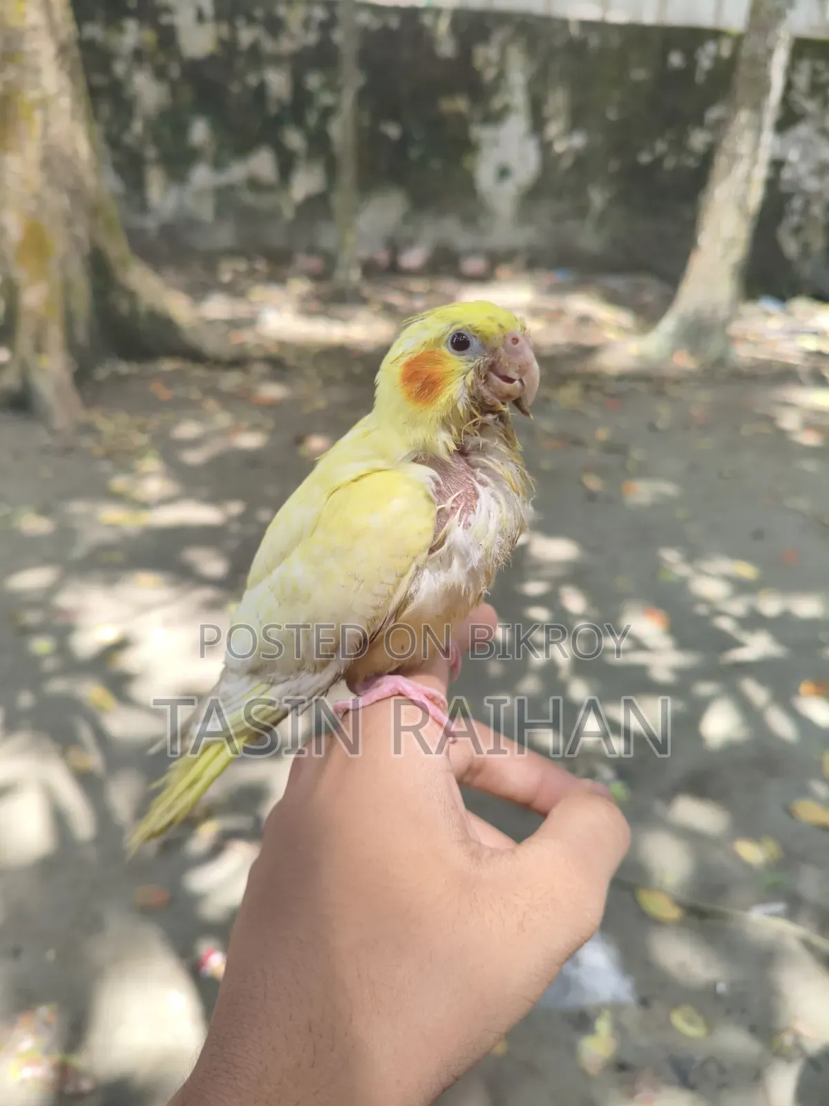 সুপার টেম্প ককটেল বেবি
