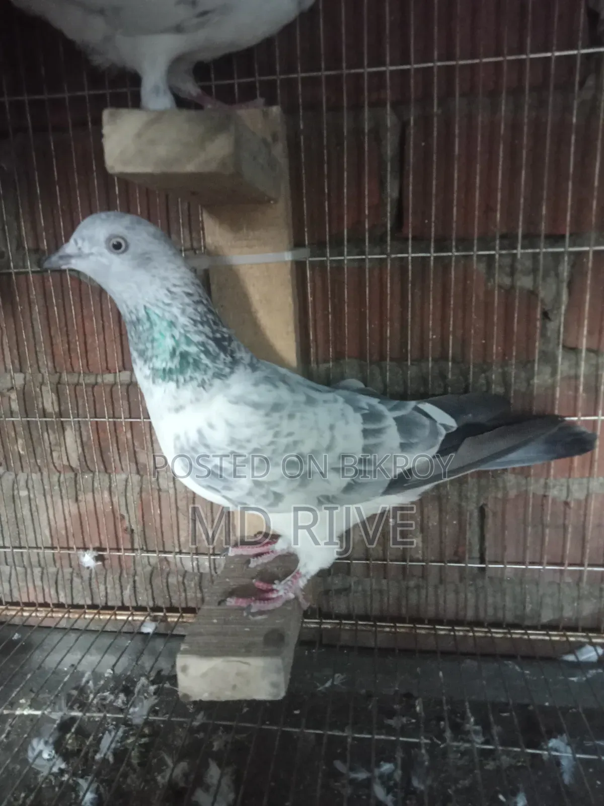 Silver Female Pigeon Completely Healthy No Problem