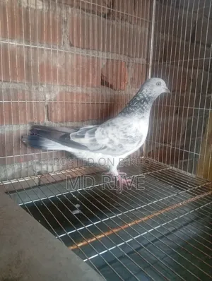 Silver Female Pigeon Completely Healthy No Problem