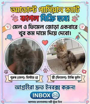 ১+ বছরের মেল পিওরব্রেড পার্সিয়ান