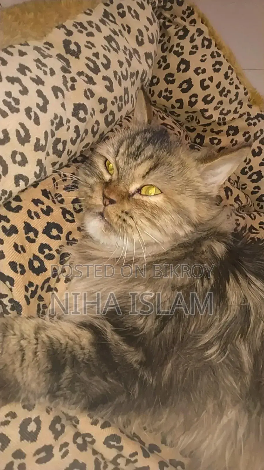 ১+ বছরের মহিলা খাঁটি পার্সিয়ান বিড়াল