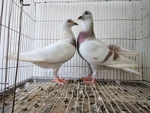 Mille x Homogeneous Pair