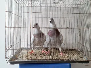 Mille x Homogeneous Pair