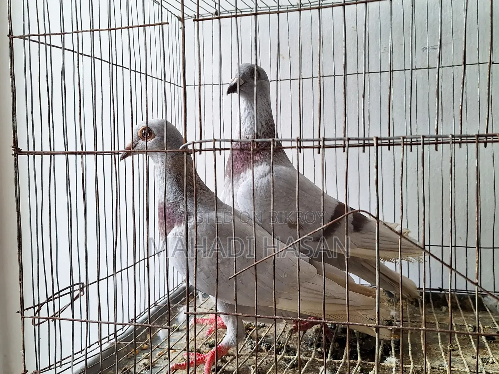 Mille x Homogeneous Pair