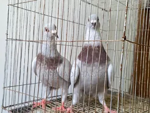 Mille x Homogeneous Pair