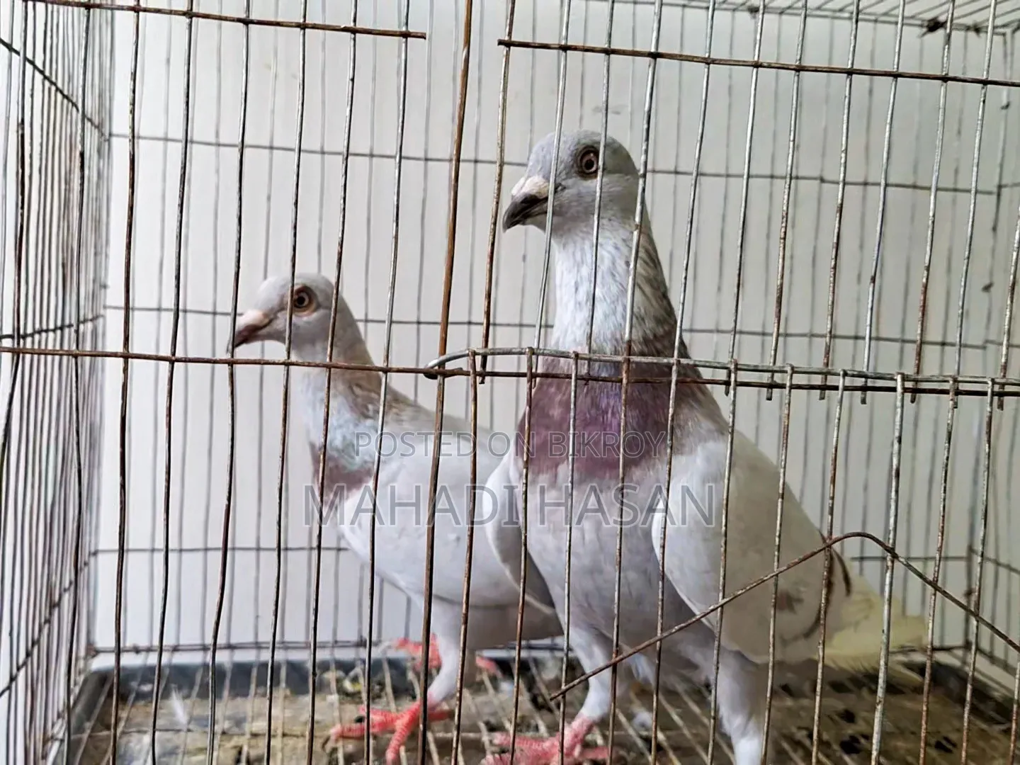 Mille x Homogeneous Pair