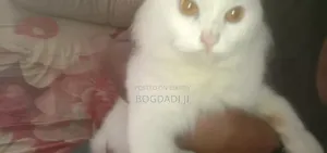 ১+ বছরের পুরুষ পিওরব্রেড পার্সিয়ান