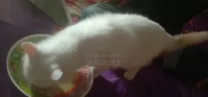 ১+ বছরের পুরুষ পিওরব্রেড পার্সিয়ান