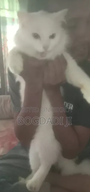 ১+ বছরের পুরুষ পিওরব্রেড পার্সিয়ান