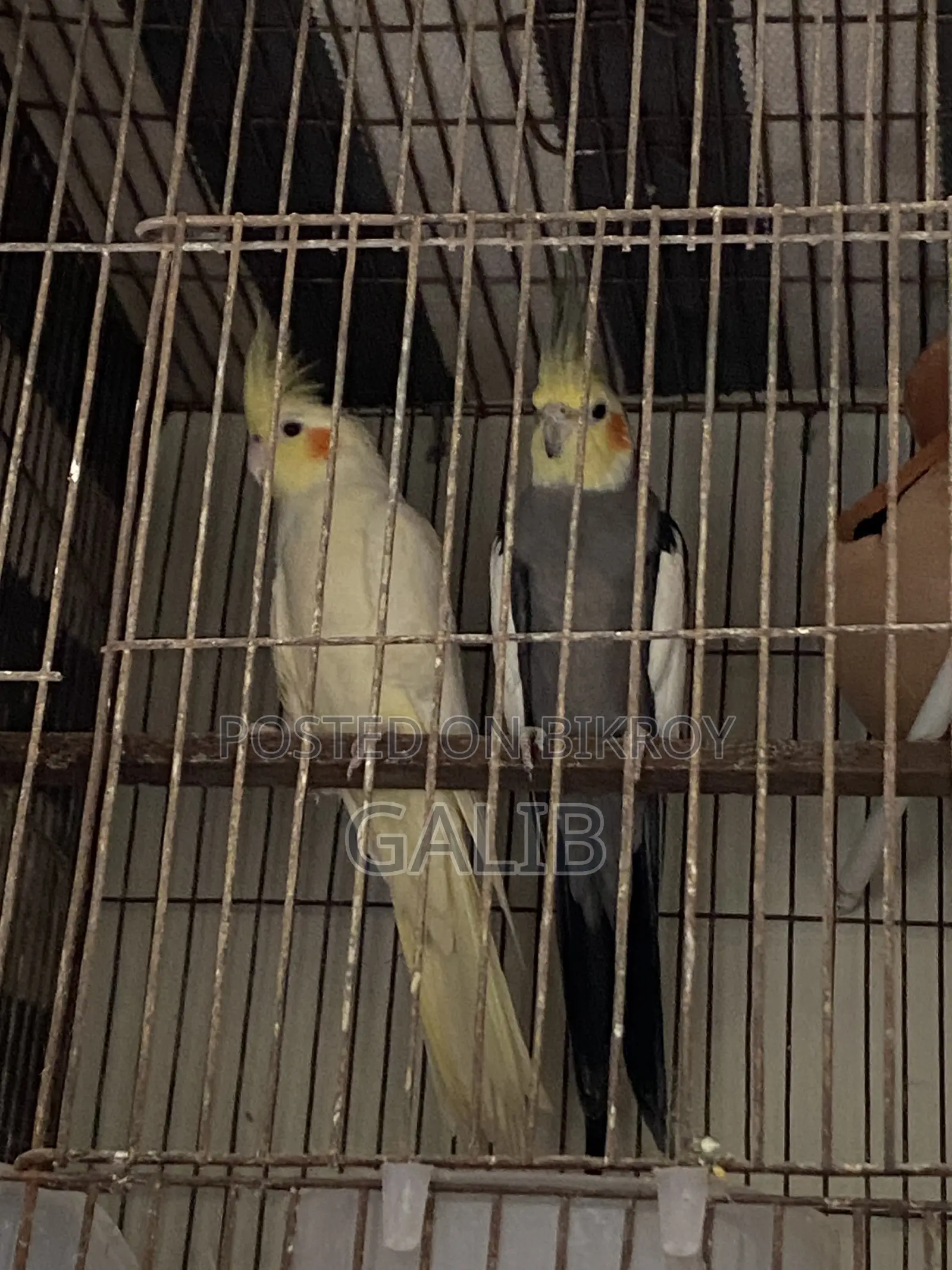 Cocatel Running Pair