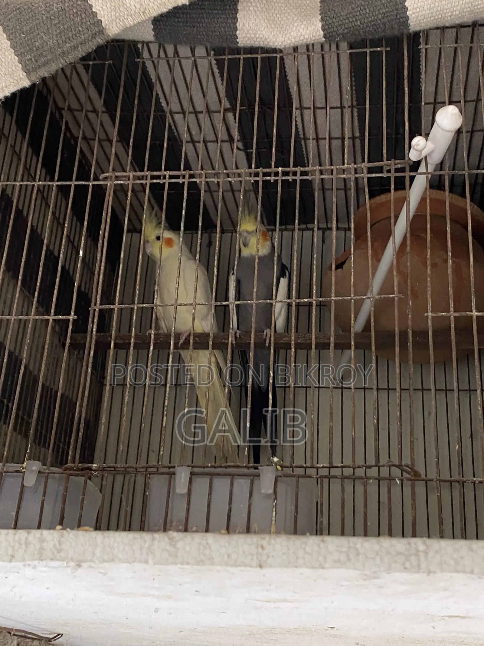 Cocatel Running Pair