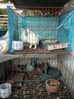 পাখি কবুতর