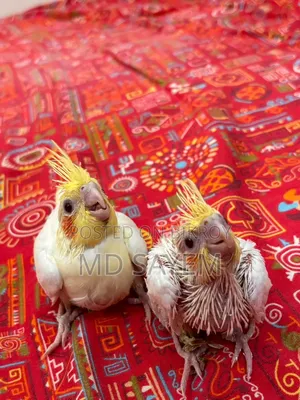 ককাটেল বেবি