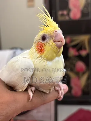 ককাটেল বেবি
