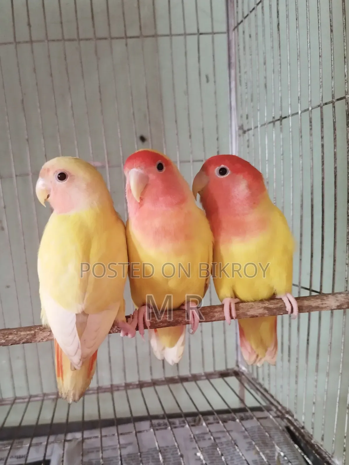 ৪ পিস লাভবার্ড বেবি