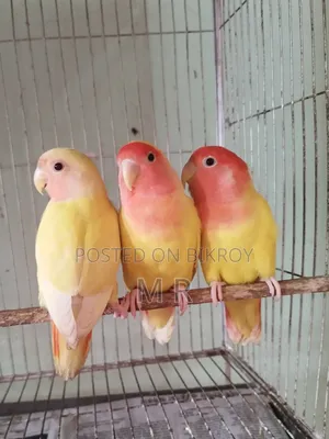 ৪ পিস লাভবার্ড বেবি