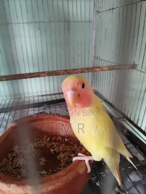 ৪ পিস লাভবার্ড বেবি