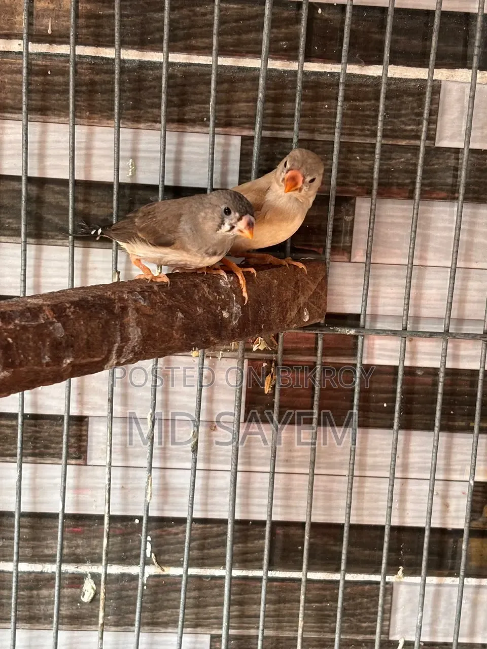 ফিঞ্চ পাখি ছানা