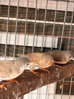 ফিঞ্চ পাখি ছানা