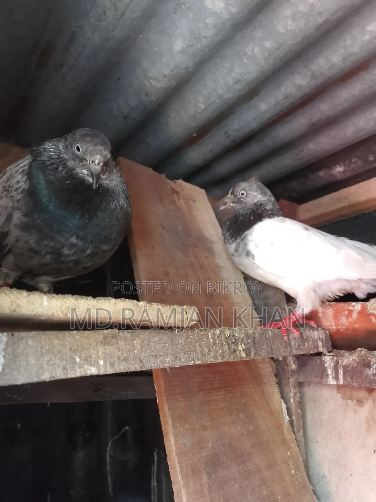 Pigeons for sale