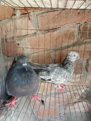 Pigeons for sale