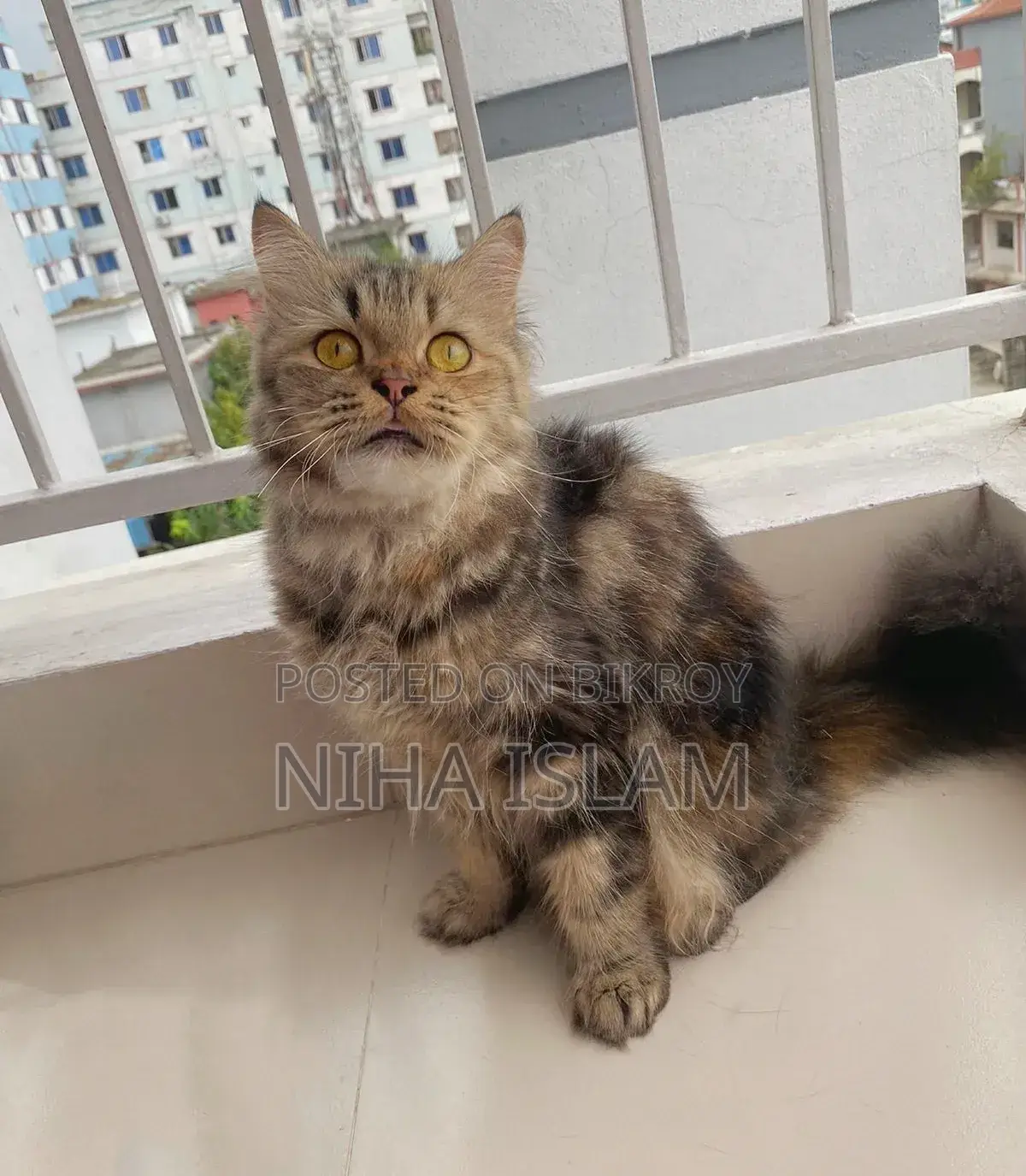 ১+ বছরের ফিমেল পিওরব্রেড পার্সিয়ান