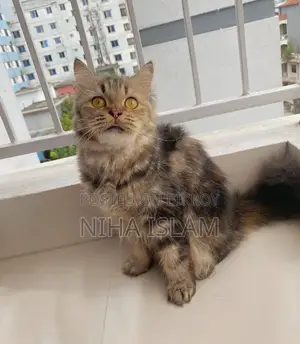 ১+ বছরের ফিমেল পিওরব্রেড পার্সিয়ান