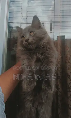 ১+ বছরের ফিমেল পিওরব্রেড পার্সিয়ান