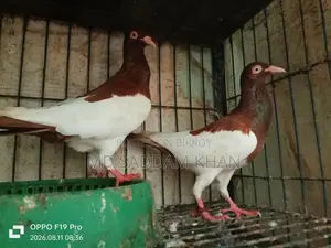 Magpie Running Pigeon