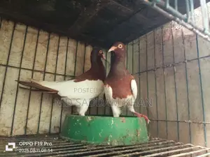Magpie Running Pigeon