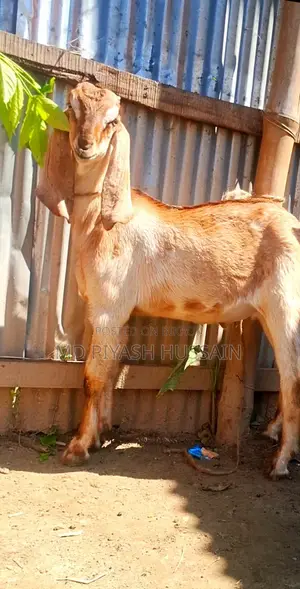 High Quality Beetle Goat Kids