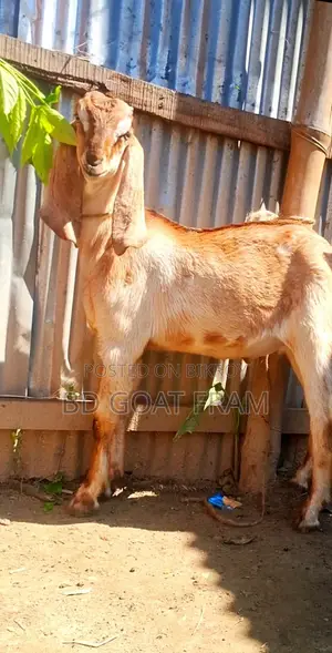 High Quality Beetal Goat Kid