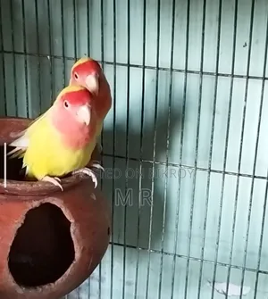 লাভবার্ড নিউ এডাল্ট ৩ জোড়া