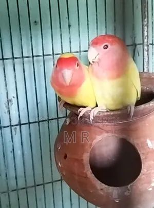 লাভবার্ড নিউ এডাল্ট ৩ জোড়া
