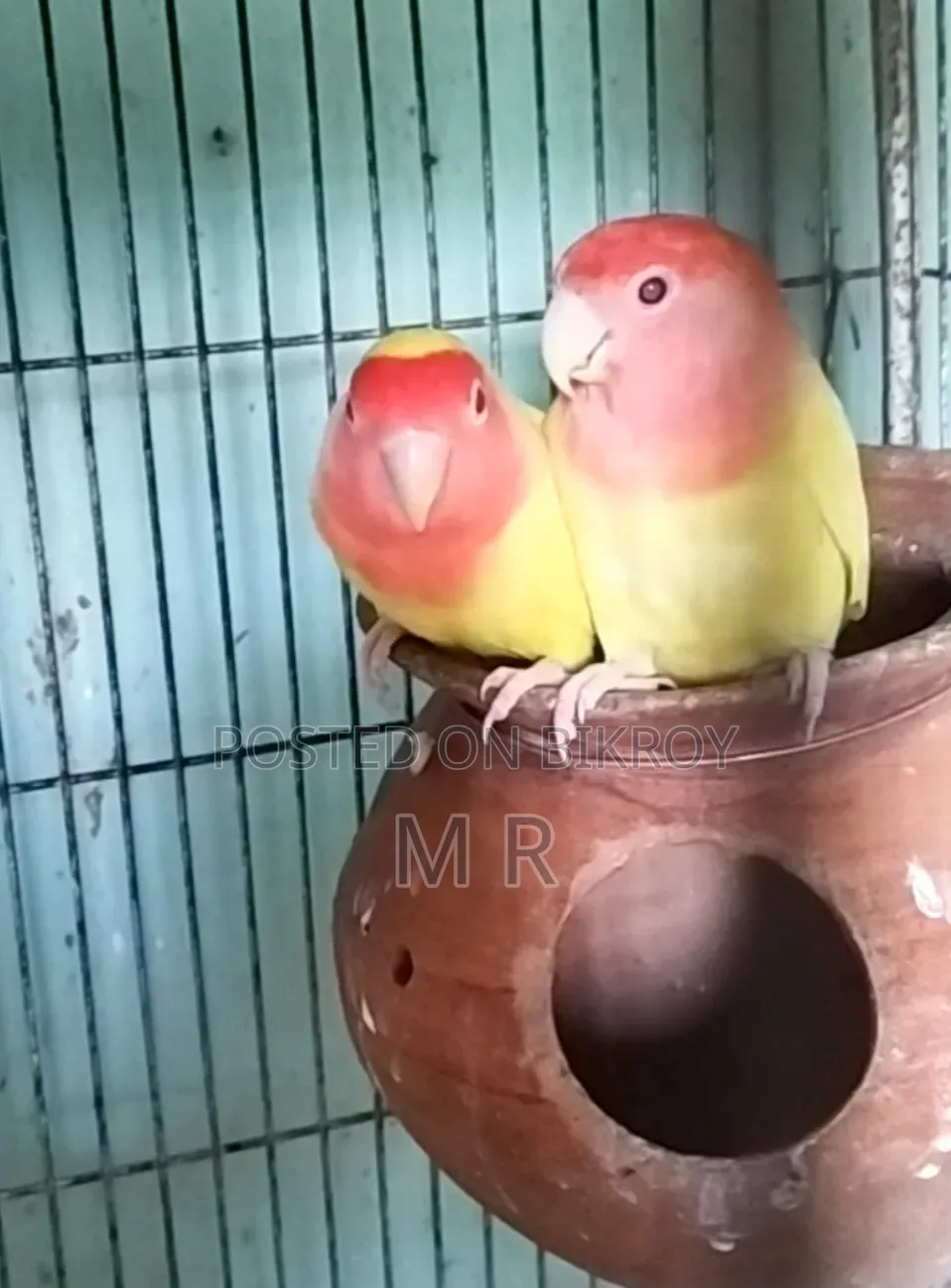লাভবার্ড নিউ এডাল্ট ৩ জোড়া