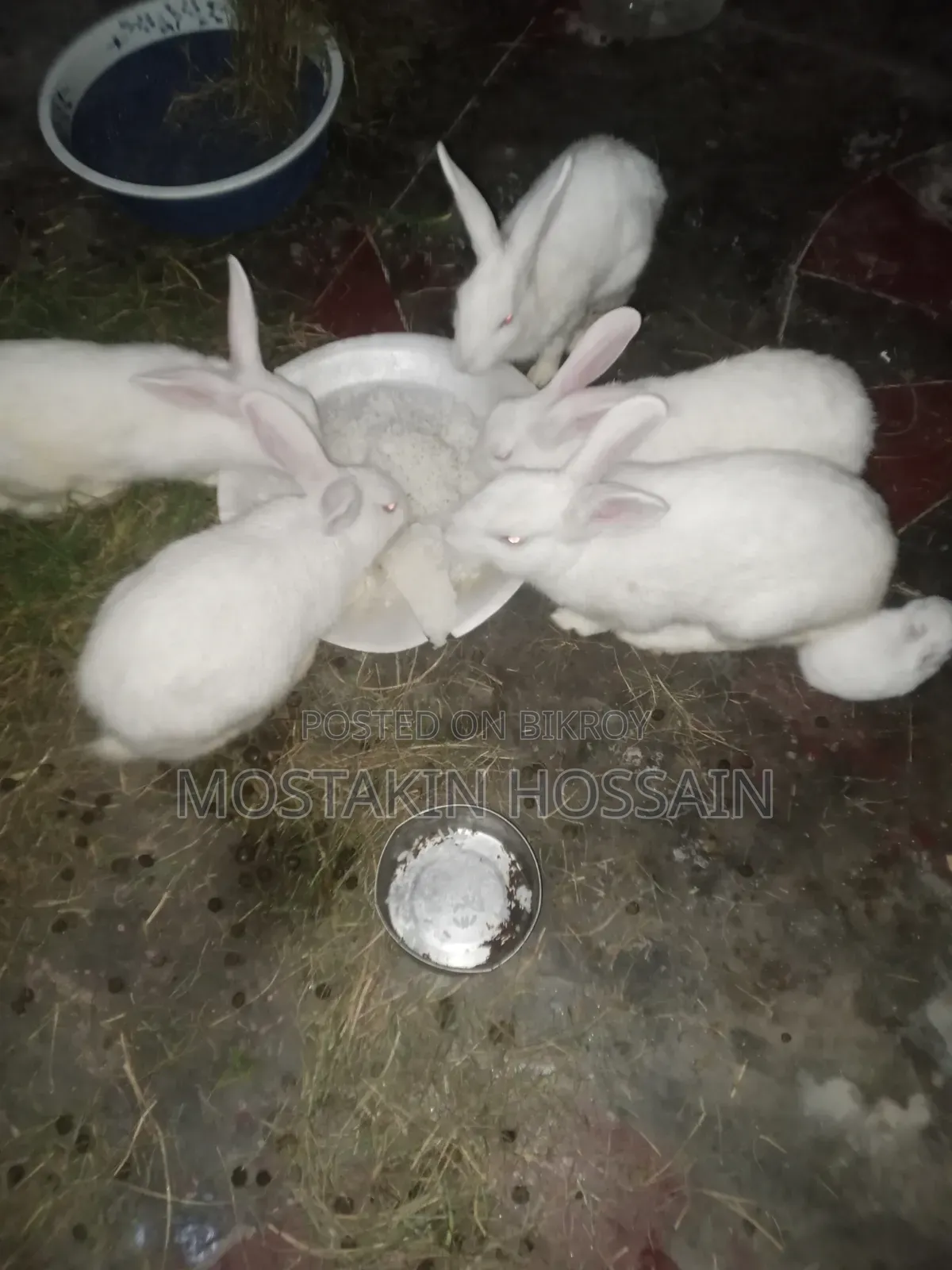 Male and Female Rabbits