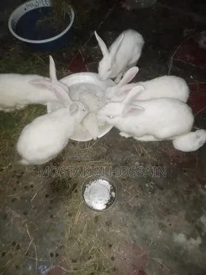 Male and Female Rabbits