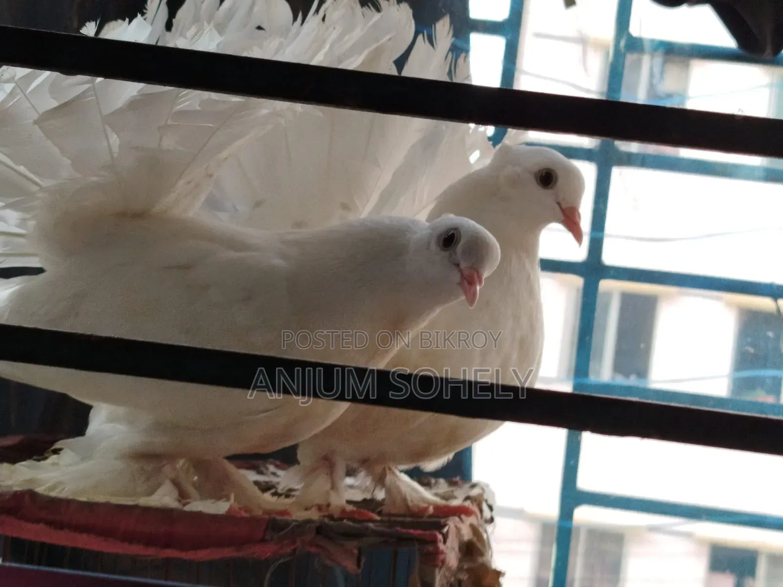 3 months white Lakha pair will be sold.