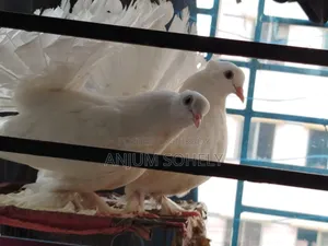 3 months white Lakha pair will be sold.