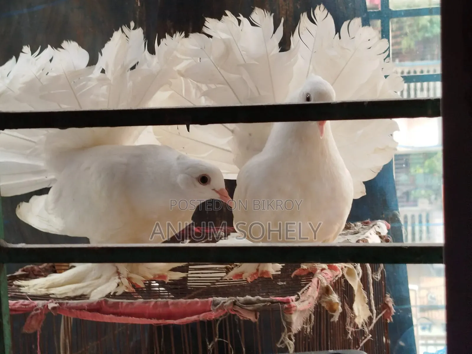 3 months white Lakha pair will be sold.