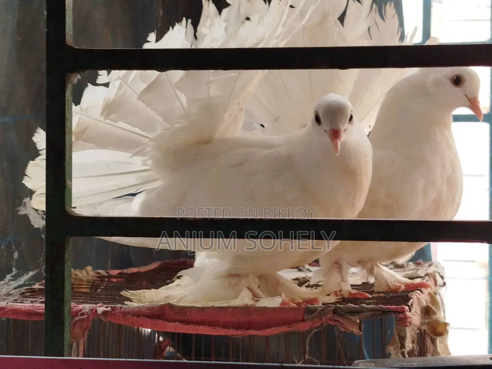 3 months white Lakha pair will be sold.
