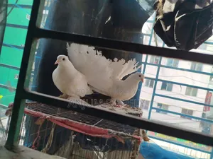 3 months white Lakha pair will be sold.