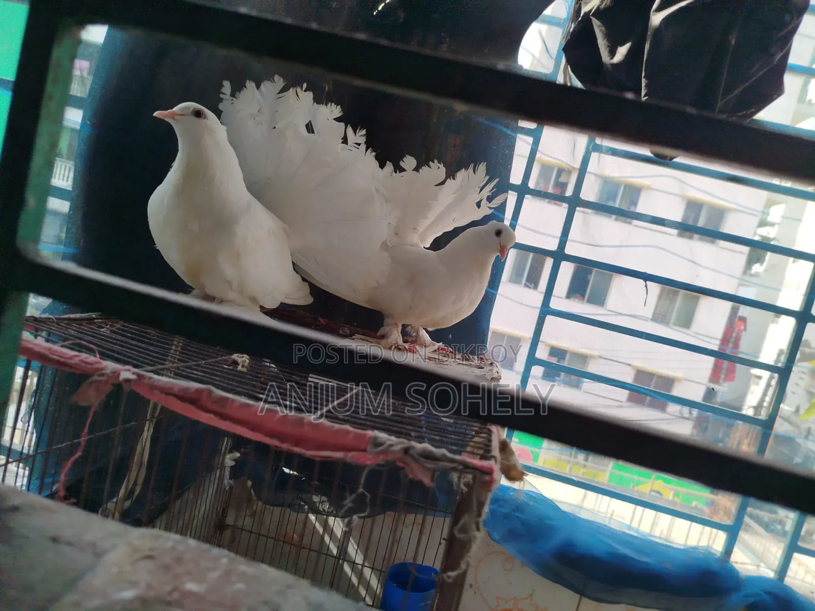 3 months white Lakha pair will be sold.