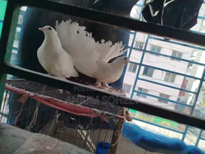 3 months white Lakha pair will be sold.