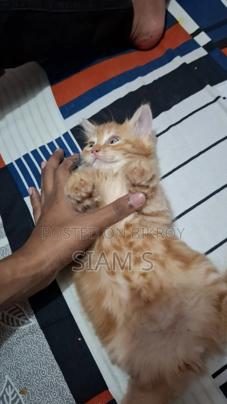 ০-১ মাস বয়সী পুরুষ খাঁটি জাতের পার্সিান